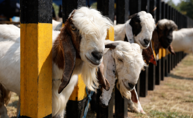 Hukum Aqiqah dalam Islam: Wajib atau Sunnah? Ini Penjelasan Ulama