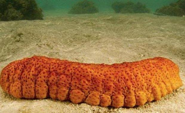 Manfaat Ekstrak Gamat Emas untuk Kesehatan: Rahasia Laut yang Kaya Khasiat